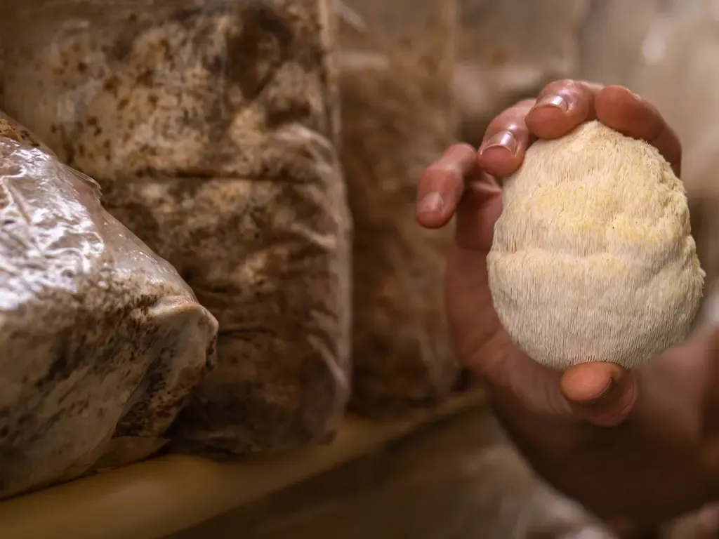Lion’s Mane for mood, cognition and healthy ageing